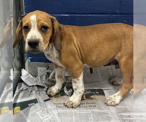 Mutt Dogs for adoption in Sterling, MA, USA