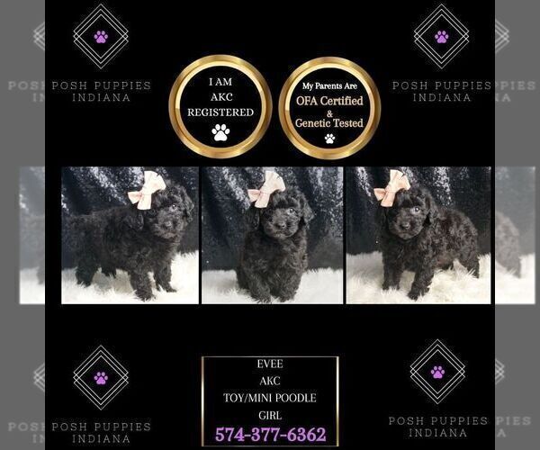 Medium Photo #2 Poodle (Toy) Puppy For Sale in WARSAW, IN, USA