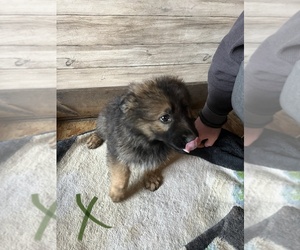 German Shepherd Dog Puppy for sale in LE ROY, KS, USA