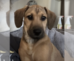 Small #1 Labrador Retriever Mix