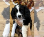 Prince - Male Aussalier Puppy for Sale - Small photo