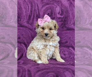 Pomeranian-Poodle (Toy) Mix Puppy for sale in LINCOLN UNIV, PA, USA