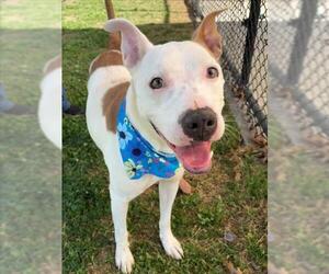 Mutt Dogs for adoption in Tulsa, OK, USA