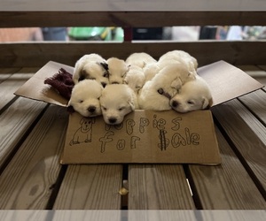 Great Pyrenees Litter for sale in BEAVER FALLS, PA, USA
