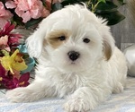 Small ShihPoo
