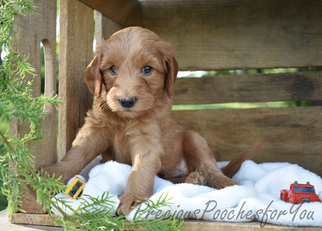 Goldendoodle Puppy for sale in SALEM, OH, USA