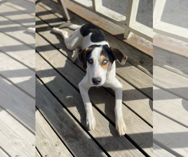 Medium Photo #1 Labrador Retriever-Treeing Walker Coonhound Mix Puppy For Sale in Tracy City, TN, USA