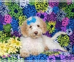 Small Photo #5 Goldendoodle (Miniature) Puppy For Sale in BIRD IN HAND, PA, USA