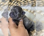 Small Photo #4 French Bulldog Puppy For Sale in OJAI, CA, USA