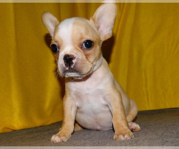 Medium Photo #9 French Bulldog Puppy For Sale in VERONA, MO, USA