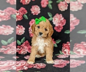 Cock-A-Poo Puppy for sale in CHRISTIANA, PA, USA