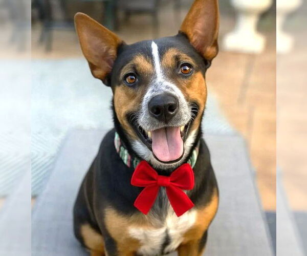 Medium Photo #1 Mutt Puppy For Sale in Boonton, NJ, USA