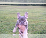 Small Photo #5 French Bulldog Puppy For Sale in CROUSE, NC, USA