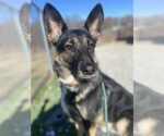 Small German Shepherd Dog