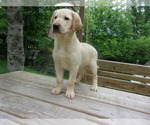 Small Photo #1 Labrador Retriever Puppy For Sale in MIDLAND, MI, USA