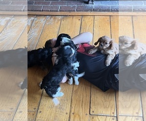 Cavalier King Charles Spaniel Litter for sale in CANTERBURY, NH, USA