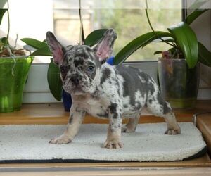 French Bulldog Puppy for sale in CHARLOTTE, NC, USA