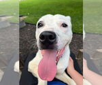 Small #2 American Pit Bull Terrier Mix