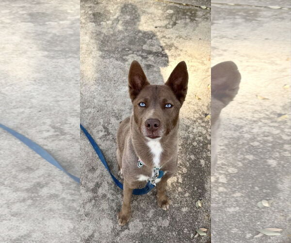 Medium Photo #6 Australian Kelpie-Siberian Husky Mix Puppy For Sale in Euless, TX, USA