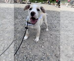 Small Siberian Husky Mix