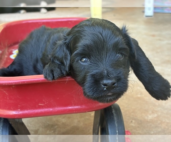 Medium Photo #12 Aussiedoodle Miniature  Puppy For Sale in OKLAHOMA CITY, OK, USA