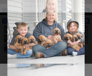 Bloodhound Puppy for sale in GOSHEN, IN, USA