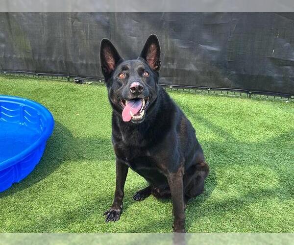 Medium Photo #2 German Shepherd Dog Puppy For Sale in Orange, CA, USA