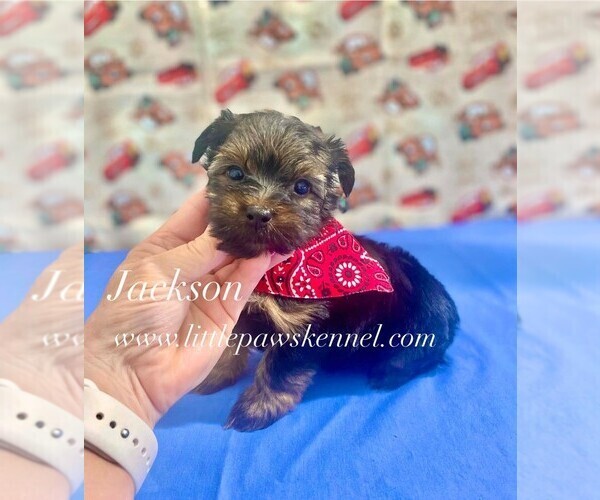Medium Photo #1 Yorkshire Terrier Puppy For Sale in WINNSBORO, LA, USA