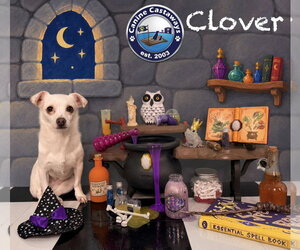 Clover - Female Chihuahua-Unknown Mix Dog for Adoption - Photo #6
