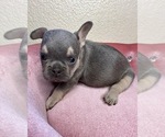 Small Photo #5 French Bulldog Puppy For Sale in MENIFEE, CA, USA