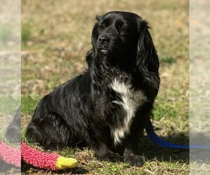 BART - Male Labrador Retriever Dog for Adoption - Photo #4