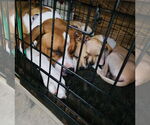 Small #21 Treeing Walker Coonhound Mix