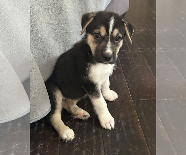 Medium Photo #1 Huskies -Unknown Mix Puppy For Sale in Hillsboro, MO, USA