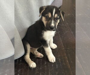Huskies -Unknown Mix Dogs for adoption in Hillsboro, MO, USA