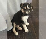 Small Huskies  Mix