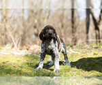 Small Photo #4 German Shorthaired Pointer Puppy For Sale in BRISTOL, IN, USA