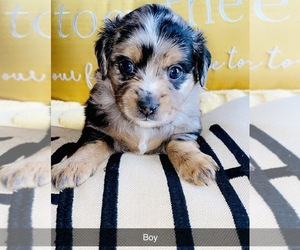Australian Shepherd Puppy for sale in SNYDER, TX, USA