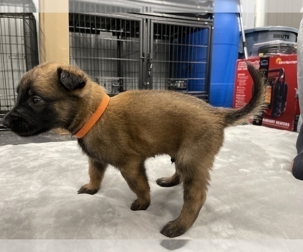 Medium Photo #54 Belgian Malinois Puppy For Sale in REESEVILLE, WI, USA