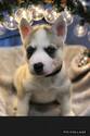 Small Photo #2 Siberian Husky Puppy For Sale in TAYLORVILLE, IL, USA