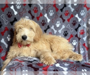 Goldendoodle (Miniature) Puppy for sale in LAKELAND, FL, USA