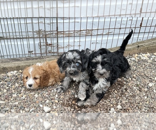 Medium Photo #6 Cavapoo Puppy For Sale in GILBERTSVILLE, PA, USA