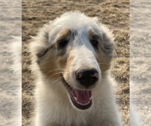 Shetland Sheepdog Puppy for sale in FORT MORGAN, CO, USA