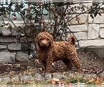 Small Poodle (Standard)