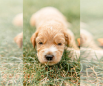 Small Photo #14 Goldendoodle Puppy For Sale in FREDERICA, DE, USA
