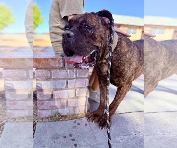 Medium Photo #3 Mutt Puppy For Sale in Goodyear, AZ, USA