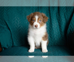 Small #2 Australian Shepherd