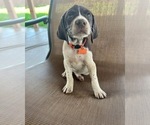 Small Photo #2 German Shorthaired Pointer Puppy For Sale in RIO LINDA, CA, USA