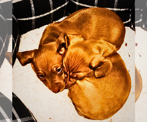 Dachshund Litter for sale in AYER, MA, USA