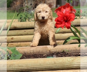 Goldendoodle Puppy for sale in FAIR GROVE, MO, USA