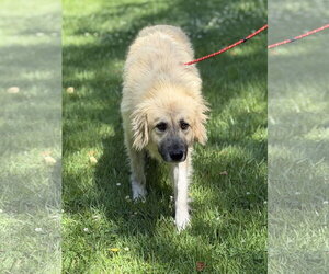 Dukey - Male Great Pyrenees Dog for Adoption - Photo #6